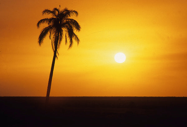 Lone Palm Tree