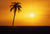 Lone Palm Tree